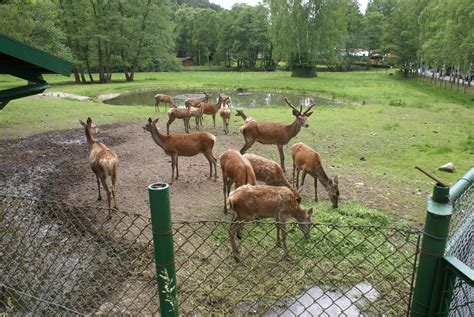 Długa kolejka ustawiła się w niedzielę, 9 maja, przed bramą do śląskiego ogrodu zoologicznego w ogromne kolejki mają chyba związek z temperaturą i z luzowaniem obostrzeń, bo tłumy gości. Fani ZOO - wiadomości, zdjęcia, multimedia. : MIEJSKIE ZOO