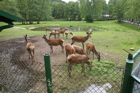 Miasto +5 km +15 km +50 km. Fani ZOO - wiadomości, zdjęcia, multimedia. : MIEJSKIE ZOO