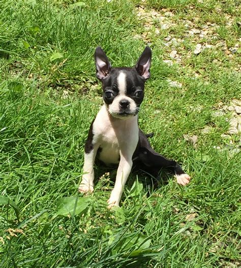 Boston terriers, or bostons, are small, compact dogs that have erect ears and a short tail. Boston Terrier Puppies For Sale | Pomeroy, OH #298350