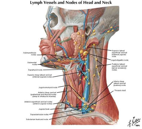 While there is an abundance of surgical literature highlighting the distribution of regional lymph nodes in various primary tumors, a comprehensive imaging text highlighting the anatomical nodal stations. #Muscles #Anatomy & #Physiology #Health #Fitness #Training ...