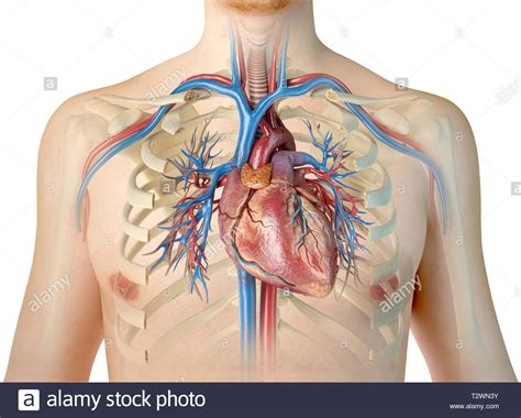 They are extremely light, but highly resilient; Human heart with vessels, bronchial tree and cut rib cage ...