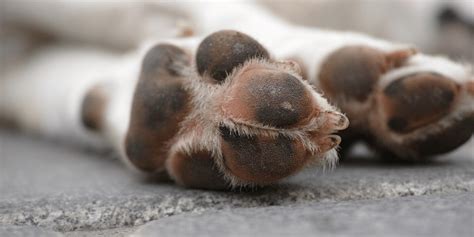 Since your dog's paws will come in direct contact with walking surfaces. How to Treat a Dog Paw Pad Injury | Puppy Smarts