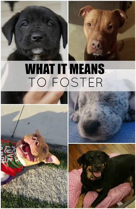 Find a rescue group or shelter near you and contact them. What It Means To Foster - Sugar Dish Me