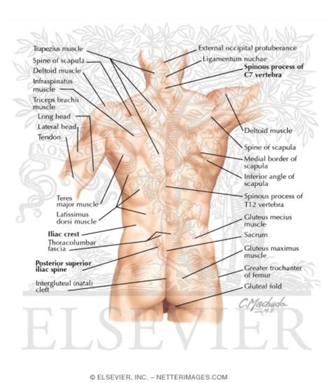 Is where the glenohumeral joint capsule attaches to the a comprehensive approach to the fields of gross anatomy and physiology with incorporation of embryology, histology, and pathophysiology to. Back: Surface Anatomy