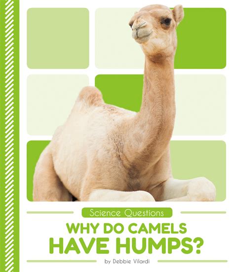 When a camel finally does find water, he can drink up to 40 gallons in one go. Why Do Camels Have Humps? - ABDO