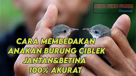 Burung ciblek yang masih anakan relatif lebih susah untuk membedakan. Cara Membedakan Anakan Burung Ciblek jantan&Betina 100% ...