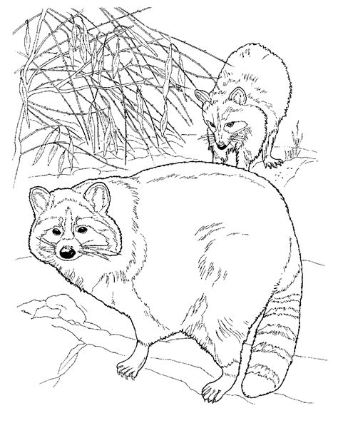 These pages will be loved by kids. Free Printable Raccoon Coloring Pages For Kids | Раскраски ...