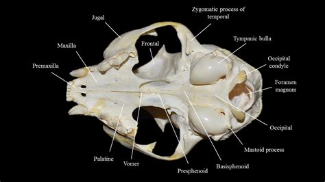 In order to be light, the skull is made up by flat and irregular bones, and has hollow spaces called the sinuses. Cat skull | Atlas of Comparative Vertebrate Anatomy