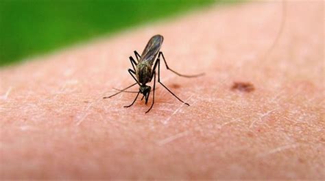 Η ελονοσία (malaria) ενδημεί σε περισσότερες από 100 χώρες, κυρίως της υποσαχάριας αφρικής και της ασίας. ΣΥΝΑΓΕΡΜΟΣ: ΠΑΚΙΣΤΑΝΟΣ ΜΕ ΕΛΟΝΟΣΙΑ ΕΧΕΙ ΤΡΟΜΟΚΡΑΤΗΣΕΙ ΤΗΝ ...