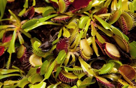 The venus flytrap's primary prey is ants, but it will also eat flies, beetles, slugs, spiders and even tiny frogs. Venus Flytraps Produce Measurable Magnetic Fields, Study ...