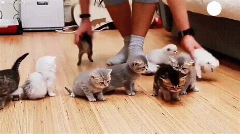 Managing any kind of project can sometimes feel like herding cats. How I imagine kindergarten teachers | Kittens cutest ...