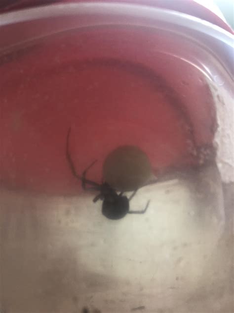 I got it in a jar and walked it to the fence in the woods and dropped it on the other side, and cleaned the egg cases out. My son wanted to keep the black widow spider I found him ...