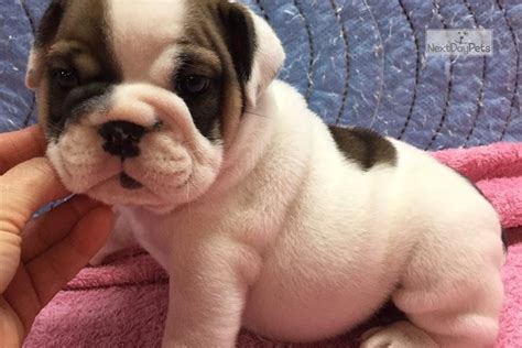 Puppy is available to go now. Barbie: English Bulldog puppy for sale near Tulsa, Oklahoma. | 05e36d9a-87b1