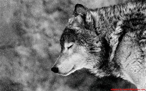 Wolves wallpaper amazing cute images of wolves where do wolf live cool photography. Angry Wolves Wallpaper Wolves Animals (22 Wallpapers ...