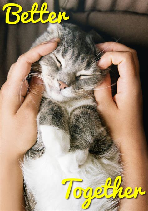 Send charity ecards designed by the causes that you love to support. Send a Modern Cat E-Card! - Modern Cat