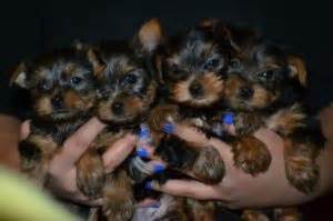 Welcome to our tennessee teacup puppies information page. Pets - Nashville, TN - Free Classified Ads