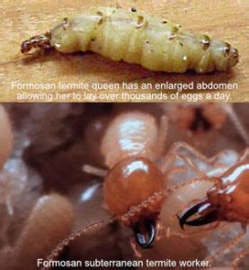 Each year, we contribute a minimum of 5% of. Ground Termite Control | Menehune Pest - Locally Owned ...