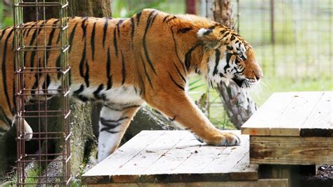 Located in tampa, florida, big cat rescue is home to more than seventy lions, tigers, bobcats, cougars and other felid species. Tiger mauls volunteer at Big Cat sanctuary in Florida ...