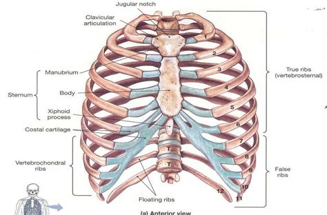 The rib cage is the arrangement of ribs attached to the vertebral column and sternum in the thorax of most vertebrates, that encloses and protects the vital organs such as the heart, lungs and great vessels. Rib Cage Muscles - Human Anatomy Rib Cage And Muscles ...