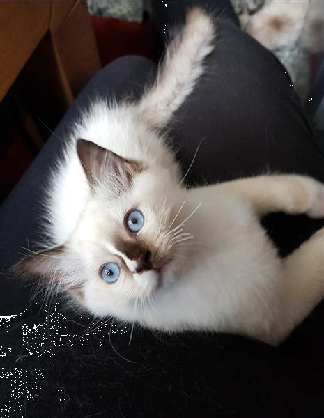 It will be several months before kittens would be available. Ragdoll Kittens, Raszuiver, Blauwe Ogen. Kopen | Raskatten ...