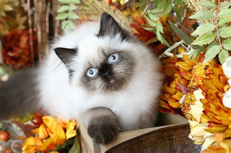 Their most defining characteristics are their blue eyes and reputable breeders will do health certifications to screen for genetic health problems. Lacey - Doll Face Seal Point Himalayan Kitten for ...