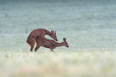 Maman baise avec un jeunot en rut. Chaleurs d'été du chevreuil - La Salamandre