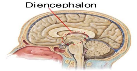 Which structure in the diencephalon relays information to the cerebrum? Diencephalon - Assignment Point