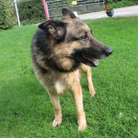 The key is to be patient and give those ears time to develop on their own before stepping in. More German Shepherd Puppies and Dogs that have found new ...