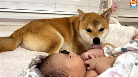 Always keep a firm hold on your baby during the bath. Shiba Inu keeps baby warm after a bath - YouTube