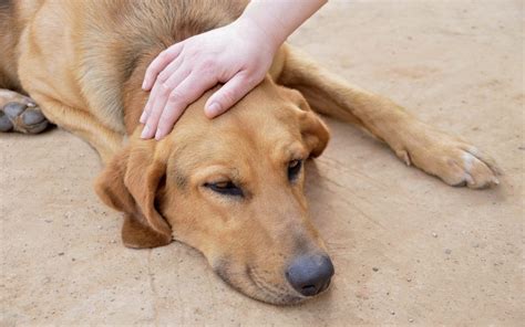 Every day, we bring our passion together to create something amazing: Vets Near Me | Scorpion Sting Dog | East Valley Animal ...
