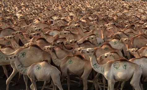 One camel is big and old. A Fascinating Glimpse of Daily Life in Mogadishu | Camels ...