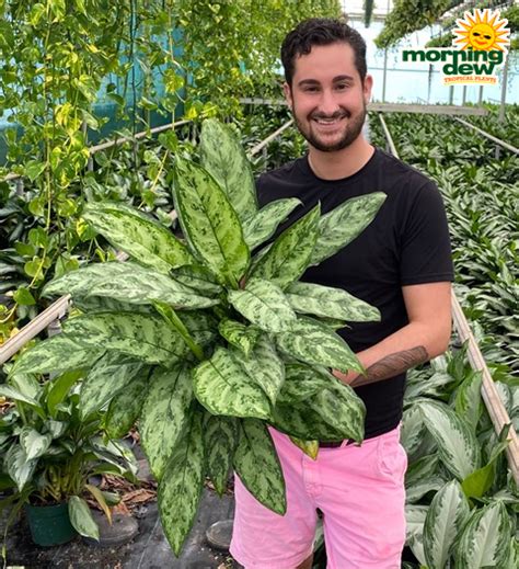 Bright indirect sunlight is optimal. Aglaonema - Morning Dew Tropical Plants