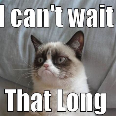 Without whiskers, your cat's ability to navigate the world and sense the things around them is severely hampered, and this specific form of sensitive touch feedback is if your cat is losing their fur as well as well as their whiskers, speak to your vet. Pin on Weight loss successes