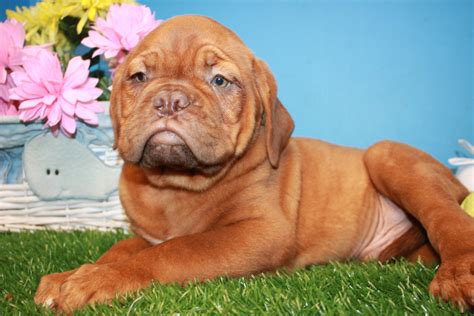 Serving new york, new jersey, and connecticut. Dogue de Bordeaux Puppies For Sale - Long Island Puppies