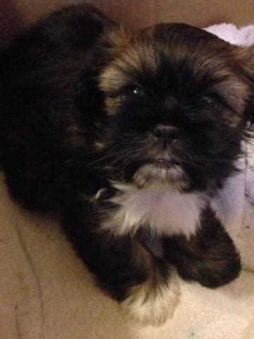 Check spelling or type a new query. Teddy Bear Puppies-10 weeks old for Sale in Holland ...