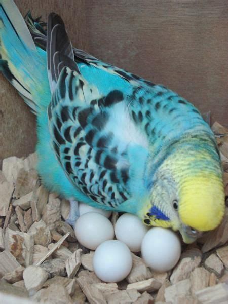 Many birds can be wonderful pets—if you have the right expectations, says sheila s. quiet please... doting mama bird with her beautiful eggs ...