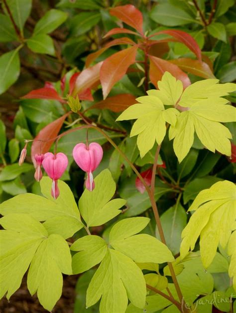 They are now in a shady location and after only 2 days. Gold Heart bleeding heart (Dicentra spectabilis 'Goldheart ...