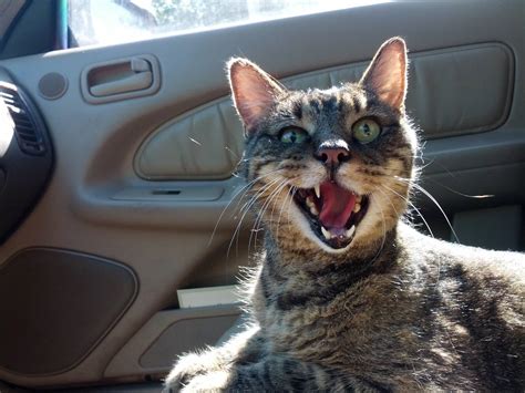 The cat soon became a favourite at the king's palace. My cat riding in the car : AnimalsBeingDerps