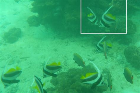 Information, photos and distrubition areas of marine species found in thailand. The Schooling Bannerfish - Whats That Fish!