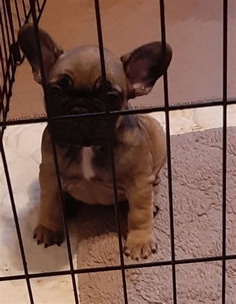 Hover over the breed info tab at the top of this page to learn all about the breed. French Bulldog puppies for sale Minnesota Breeder