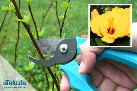 Hier erfahren sie, wann und wie ein solcher schnitt durchgeführt wird. Hibiskus richtig schneiden - wir zeigen wann und wie ...