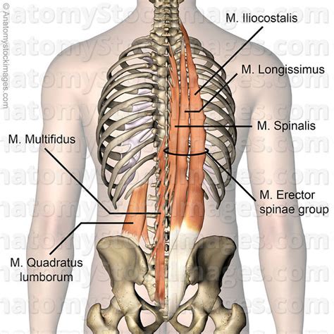 Quadratus lumborum pain involves discomfort in the muscle that is located deep in the lower back on both sides of the spine. Anatomy Stock Images | spine-musculus-multifidus-quadratus ...