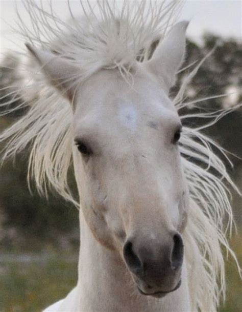 Dieses berichts, ist ein palomino, der ein aalstrich hat, kein palomino. Fabio! 2009 Dunalino Kiger mustang / Quarter Horse gelding ...