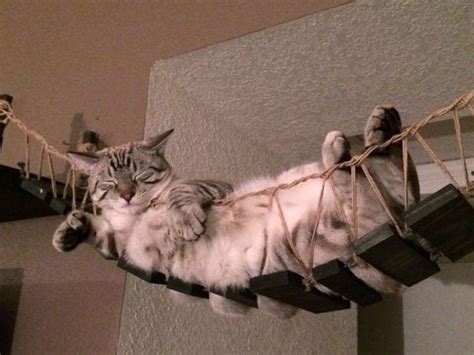 1,230 likes · 32 talking about this. Das Katzen-Burger Bett Ein mini Schlafzimmer für Katzen ...