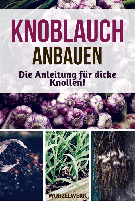 Der anbau allerdings war bei mir nie sonderlich erfolgreich. Knoblauch pflanzen, anbauen, ernten und lagern # ...