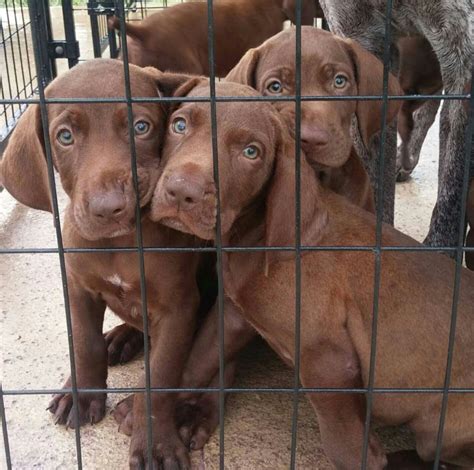 Mother and father are bo. Pointeraner (Weimaraner×GSP Hybrid Cross Mix Breed ...