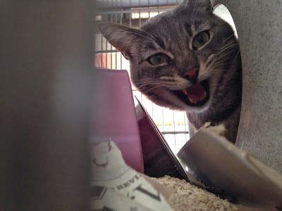 Pin on ADOPT ME PLEASE! (or foster :) Donate, Transport