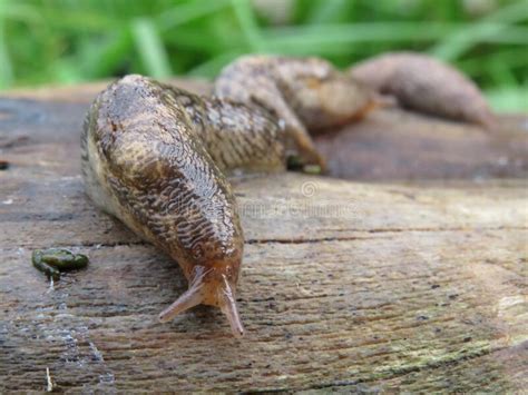 Nacktschnecken sind im garten ein hartgesottener gegner, der nur schwer zu bekämpfen ist. Schnecke Auf Einem Garten-Schlauch Stockbild - Bild von ...