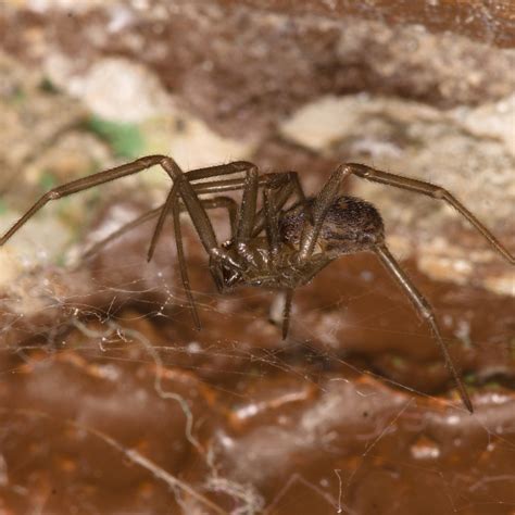 Concerned homeowners should call a professional pest control or extermination company. Ways to Identify a Brown Recluse | Nashville | Knoxville TN