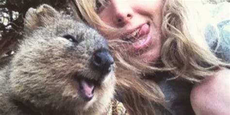 Let me take a selfie… please! Quokka Selfies Are The Cutest Selfies